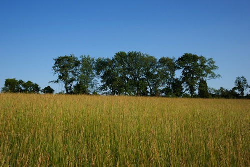 Horshoe Bend Preserve, Hunterdon Land Trust, Hunterdon County, NJ 06 11 (7870SA).jpg